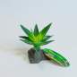 Preview: Lucky Reptile Agave, klein